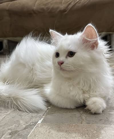 Persian Cat