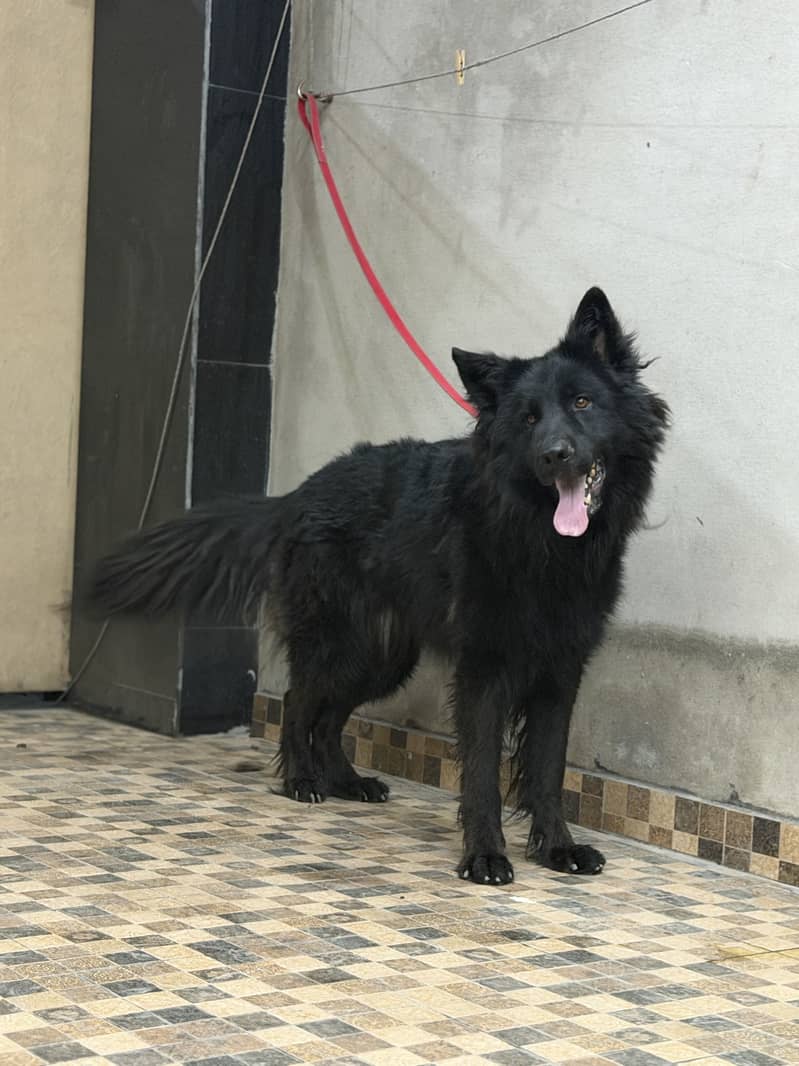 German Shepherd puppy | GSD | Black Shepherd Male for sale 1