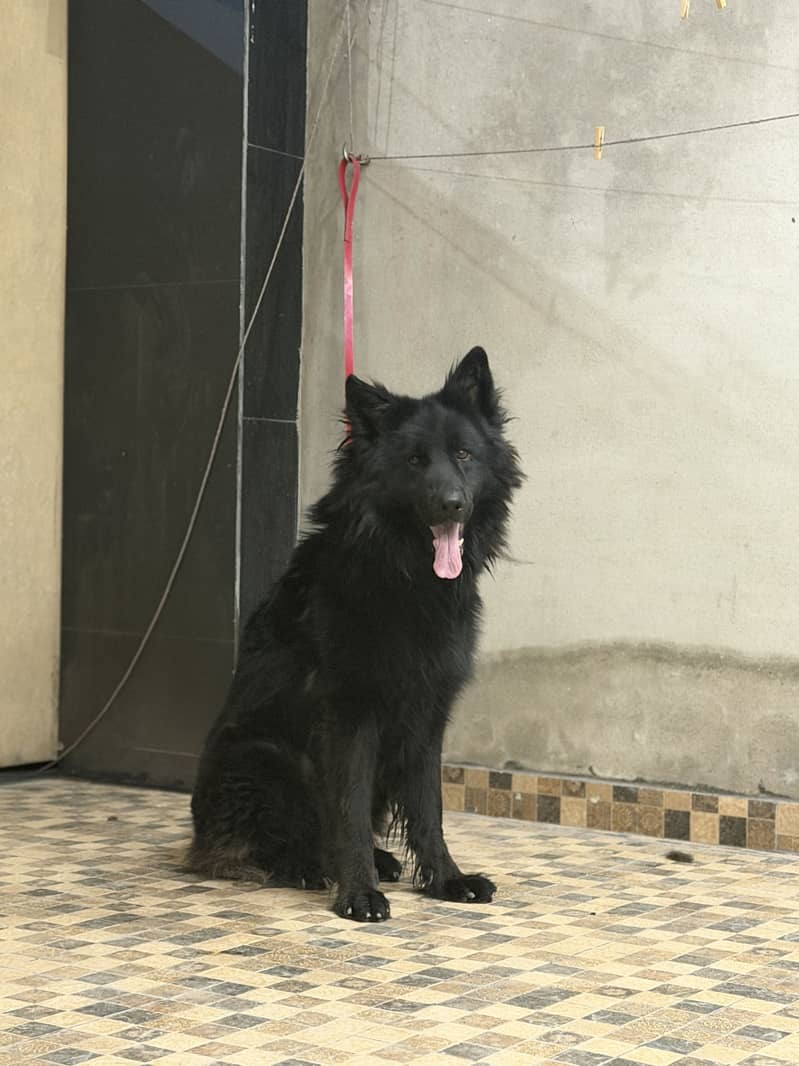 German Shepherd puppy | GSD | Black Shepherd Male for sale 2