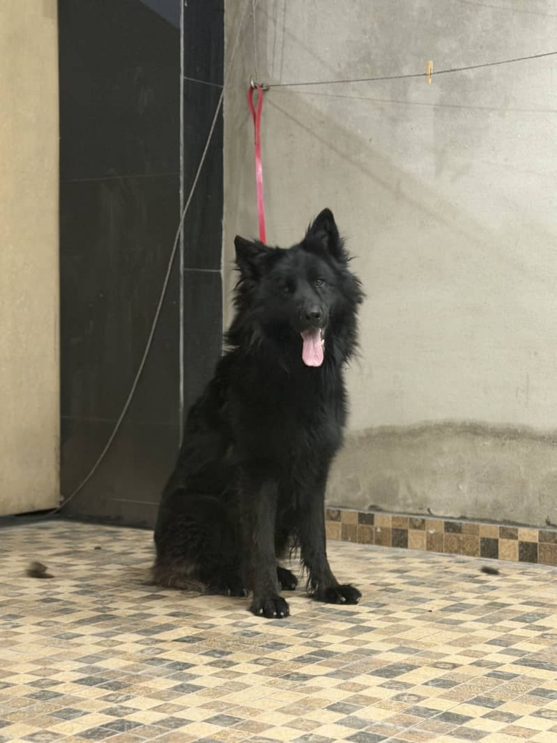 German Shepherd puppy | GSD | Black Shepherd Male for sale 3