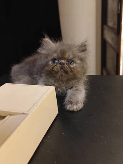 CFA bloodline exotic peki male kitten