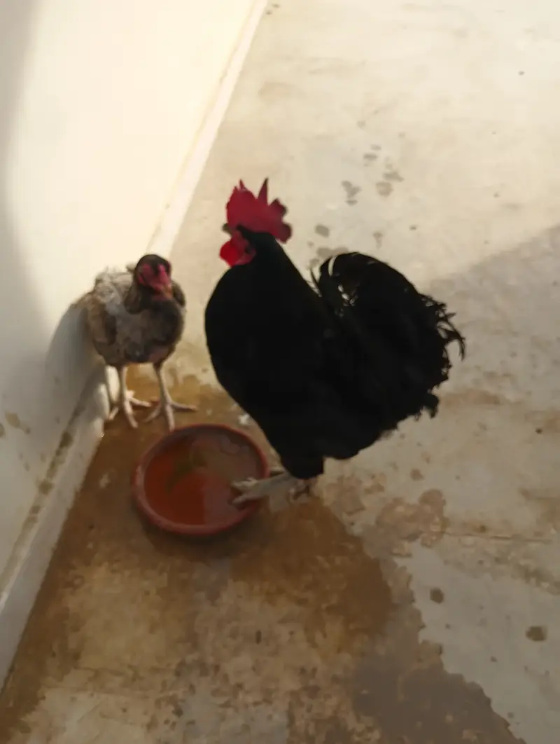 Australorp