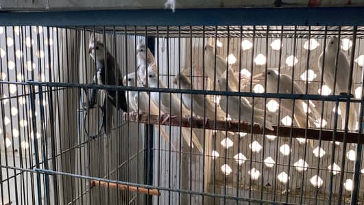 Eno, cream and pied cockatiel