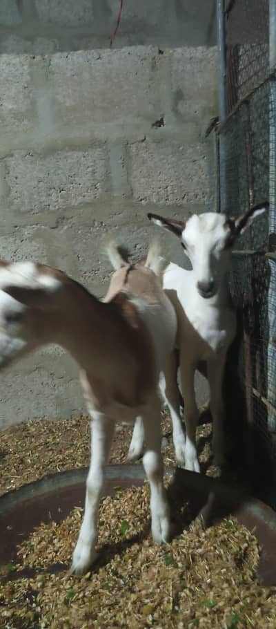teddi female  bache