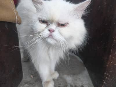 pure persian cat for sale (Vaccined and healthy)