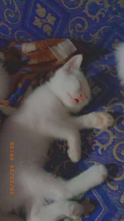 White Crossed Russian kittens