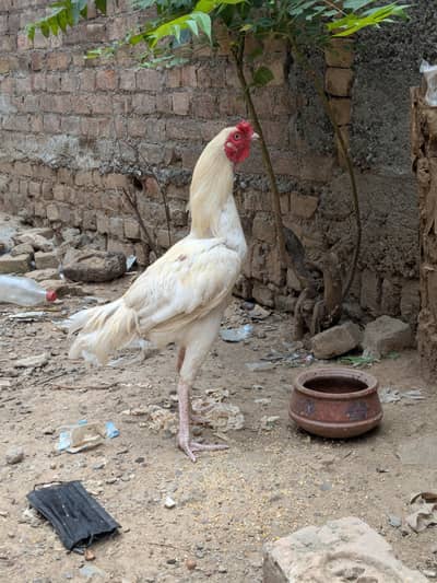 Heera Male