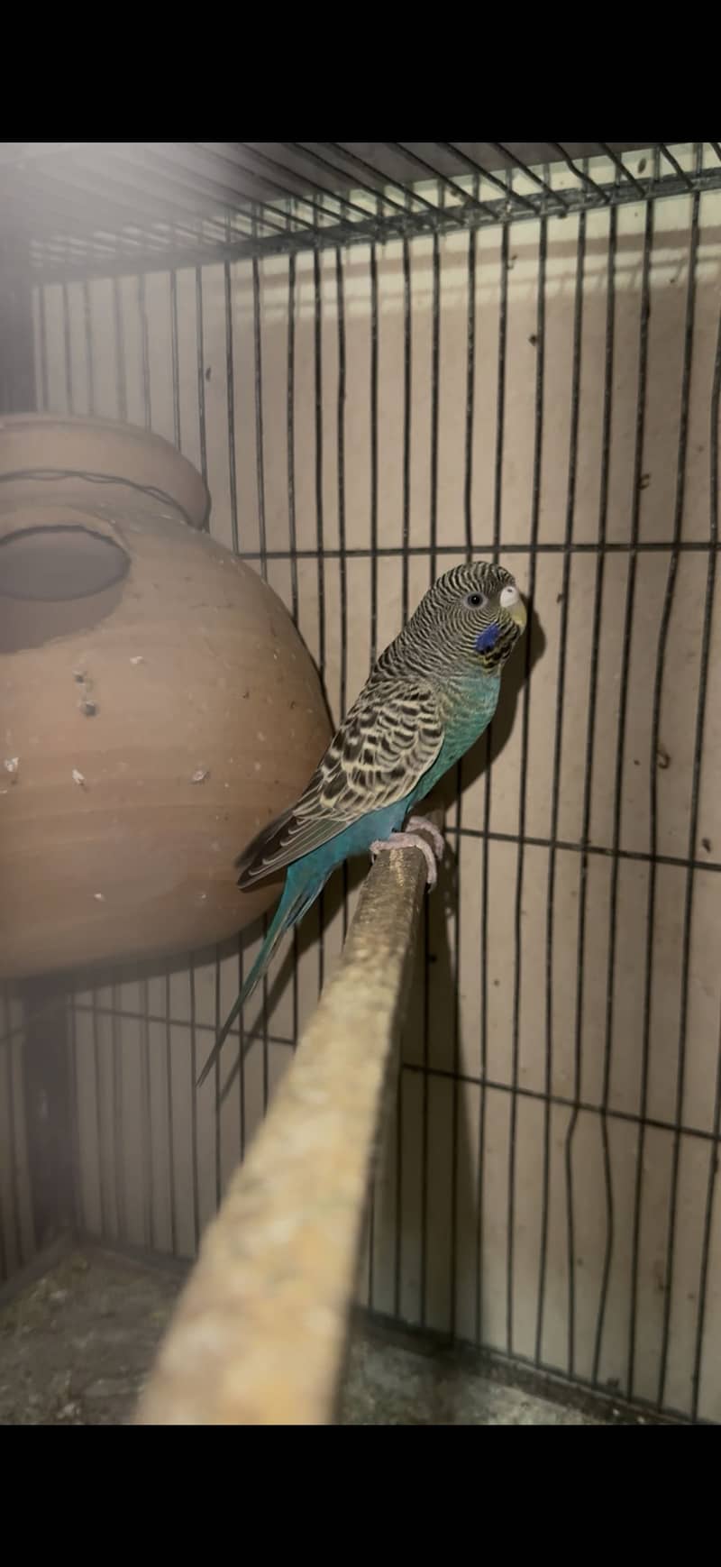 Black face split black wing 1