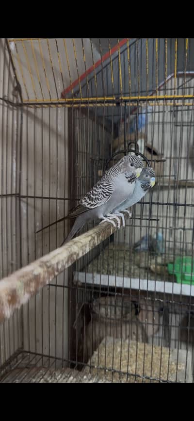 Black face split black wing