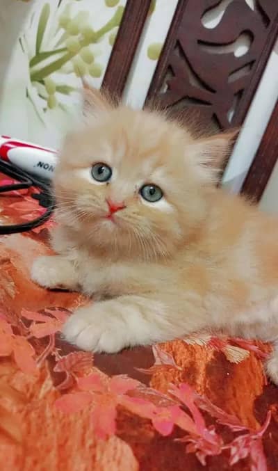 Persian Punch Face Kitten