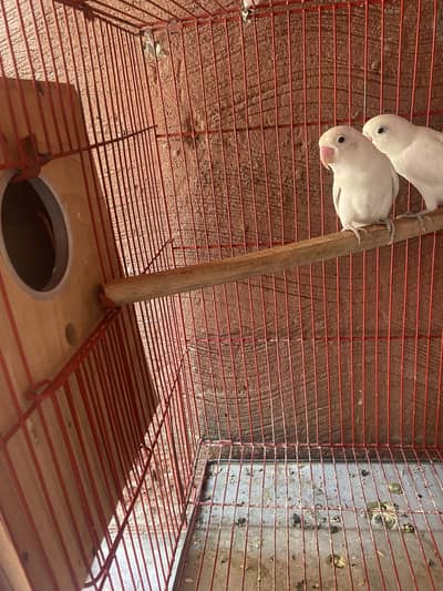 Albino breeder pair for sale with eggs