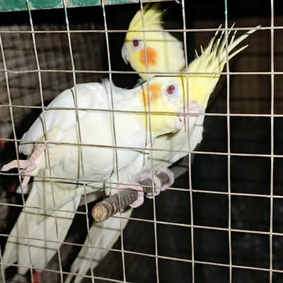 cocktails parrots breeder pair