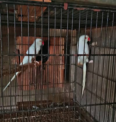 white White Ringneck males