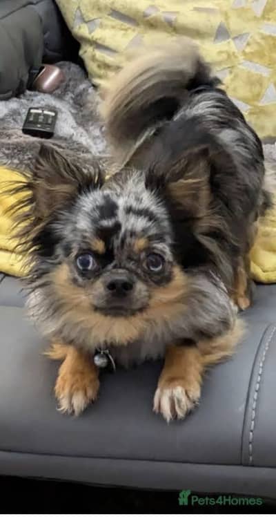 Chihuahua puppy for sale