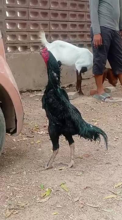 German black o shamo breeder male