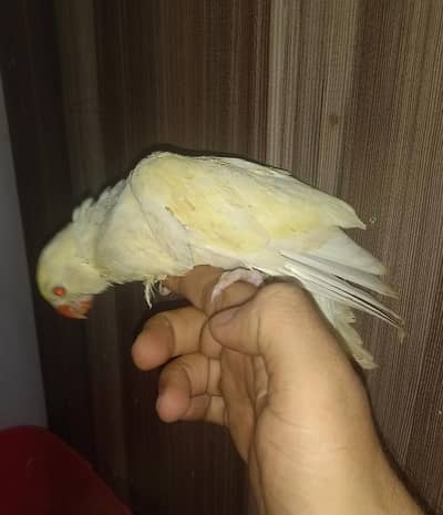 Ringneck Chicks Cremino Double Factor