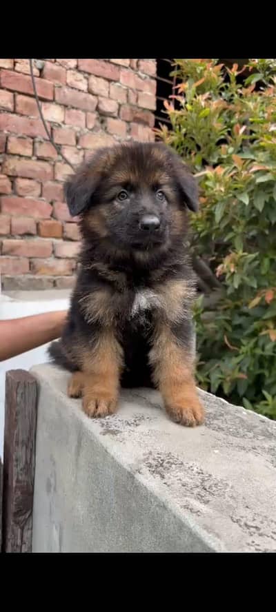 German Shepherd puppy