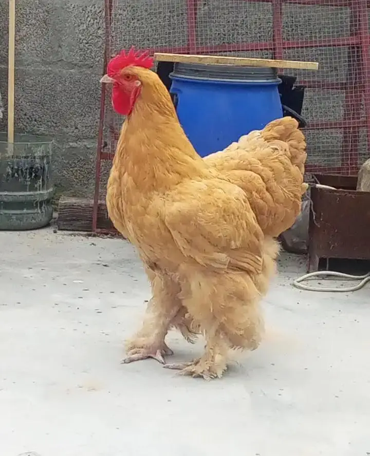 golden heavy buff male