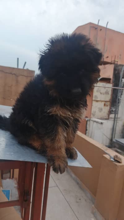 Gsd puppies long coat