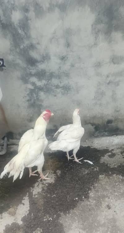 Shamo pair