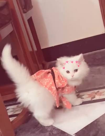 ketten for sale