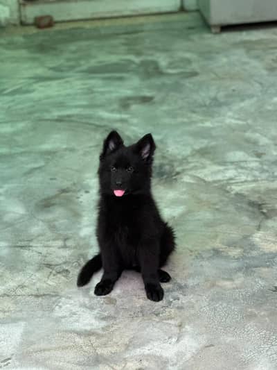 German shepherd puppy