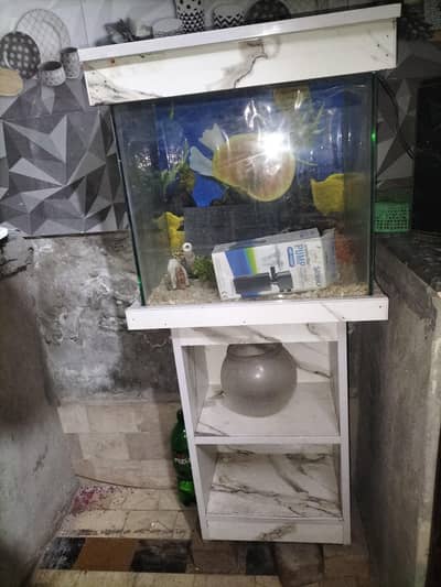 Fish Aquarium