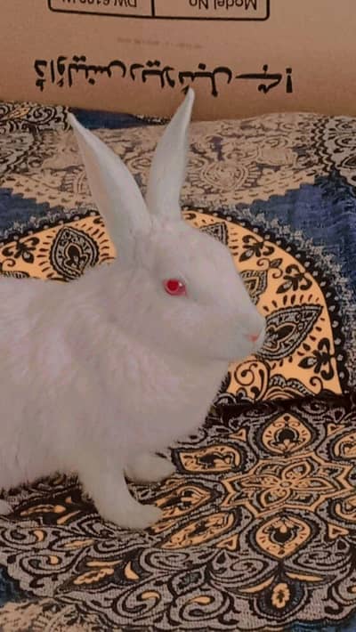RABBIT  FOR SALE