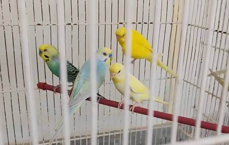 Budgies Breeder Pair 1000 Rs