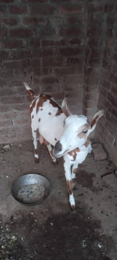 Barbari Goat / Got for sale /