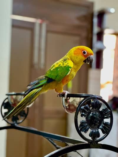 Sun conure tamed with beautiful cage and other accessories