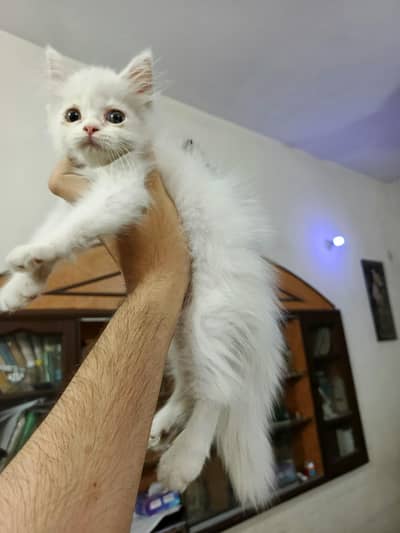 Persian kitten available for sale