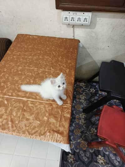Persian kitten available for sale
