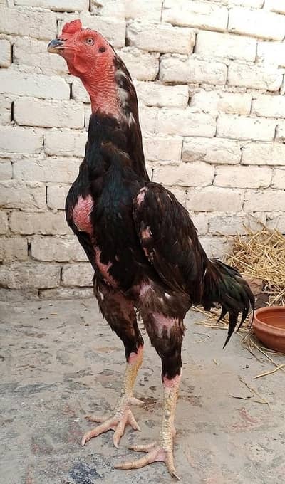 Pure Aseel murga for Sale