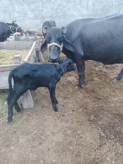 Buffalo. /Neeli Ravi Bhais. Cow
