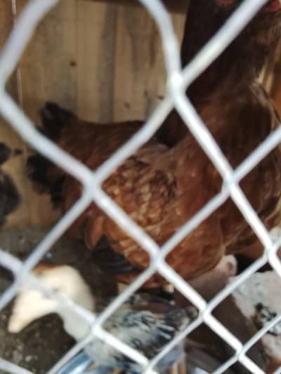 aseel murgi with chicks for sale