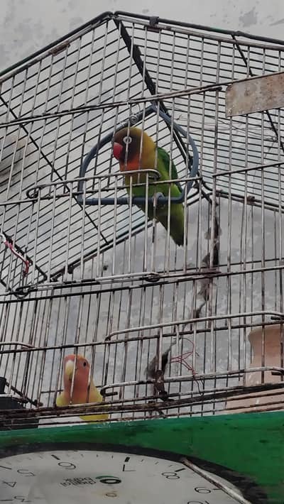 urgent sale love birds  with cage 2 pairs