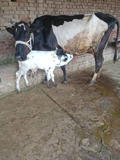 Cow/Cross Cow/wachi/Freazn Cow