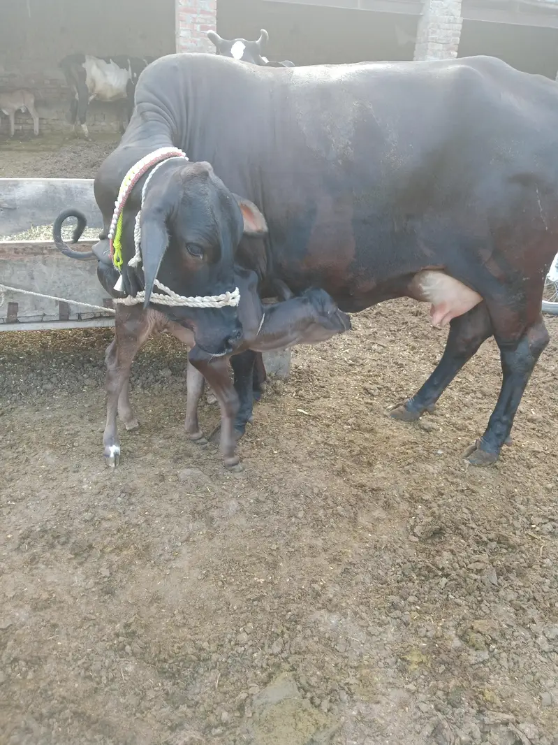 Cow/Cross Cow/wachi/Freazn Cow — photo 2