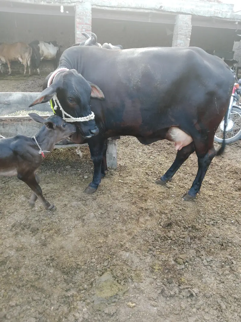Cow/Cross Cow/wachi/Freazn Cow — photo 3