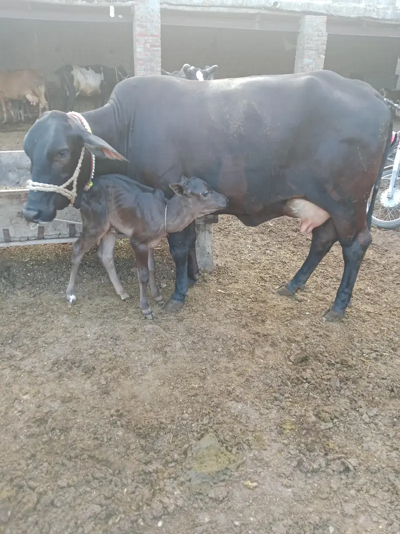 Cow/Cross Cow/wachi/Freazn Cow — photo 4