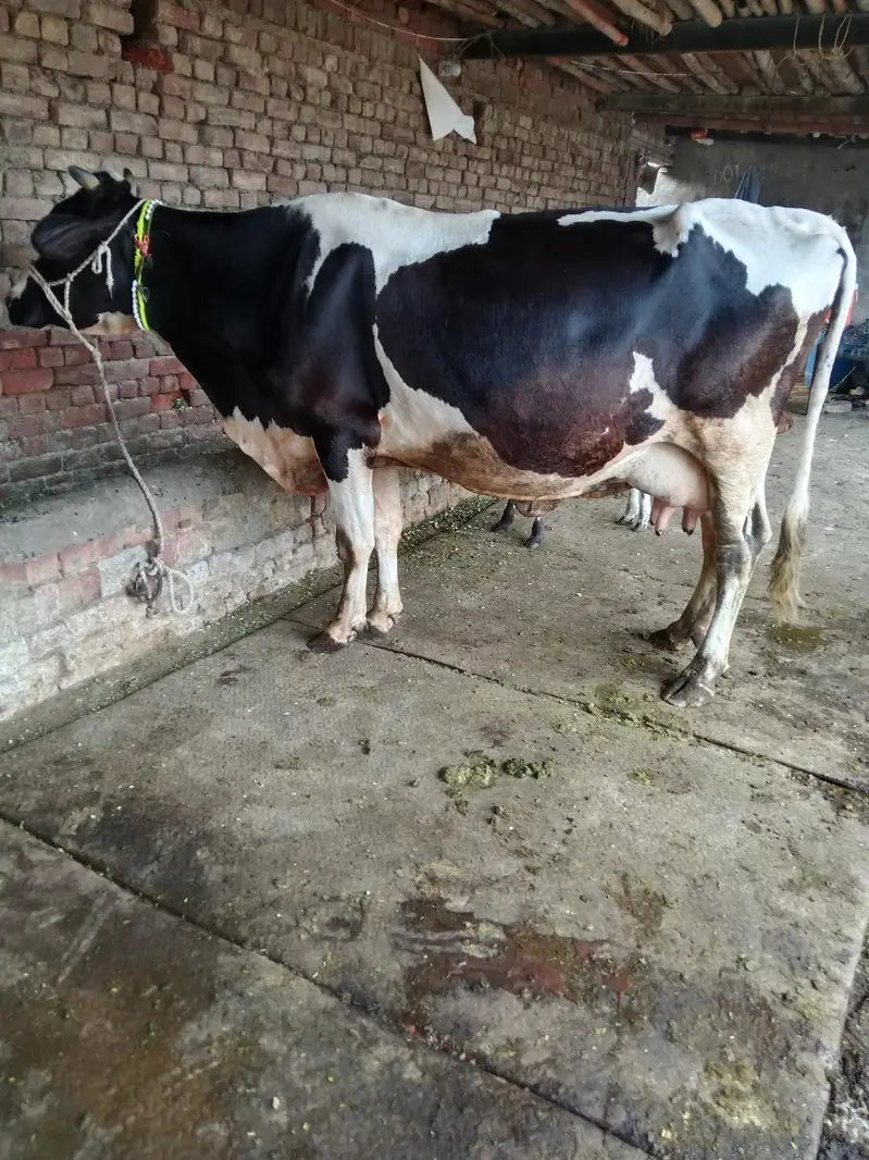 Cow/Cross Cow/wachi/Freazn Cow — photo 5
