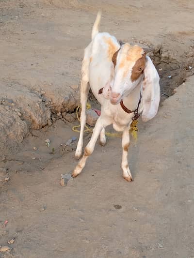 bakri path for sale