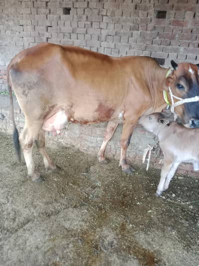 Cow/Cross Cow/ BUFFALO/Wachi