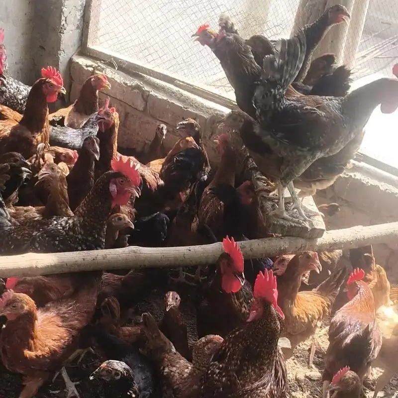 Golden Misri / Egg Laying Hens / 4 months Hen near egg laying