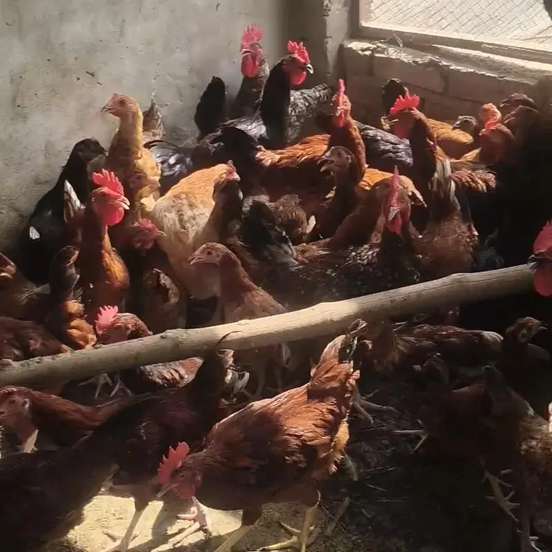 Golden Misri / Egg Laying Hens / 4 months Hen near egg laying — photo 2