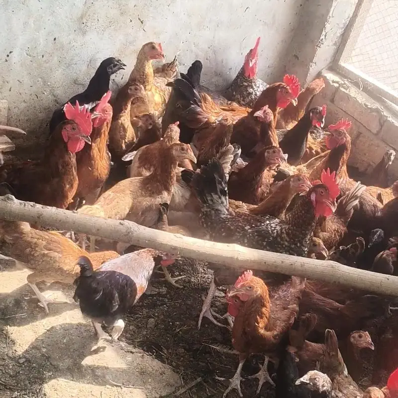 Golden Misri / Egg Laying Hens / 4 months Hen near egg laying — photo 3