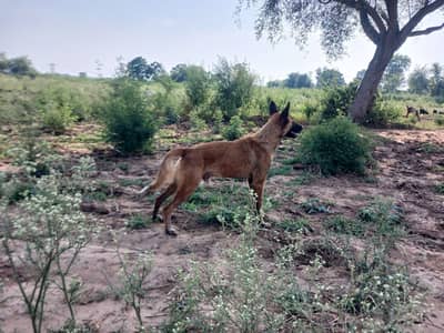 German Shepherd cross