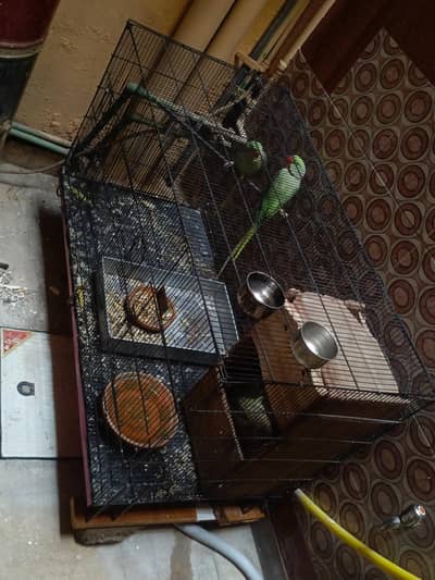 Raw breeder Pair with Cage 2*4