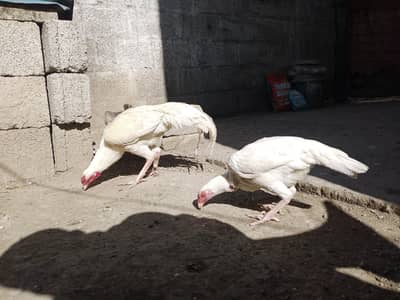 White Aseel pire